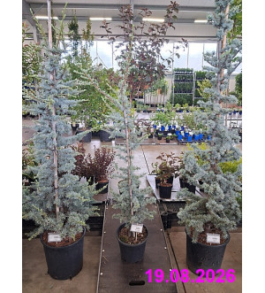 Cedrus atlantica 'Glauca' C 10 L